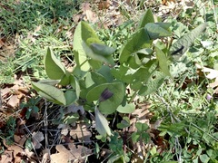Aristolochia rotunda