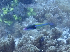 アオスジオグロベラ