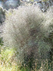 Olearia lineata