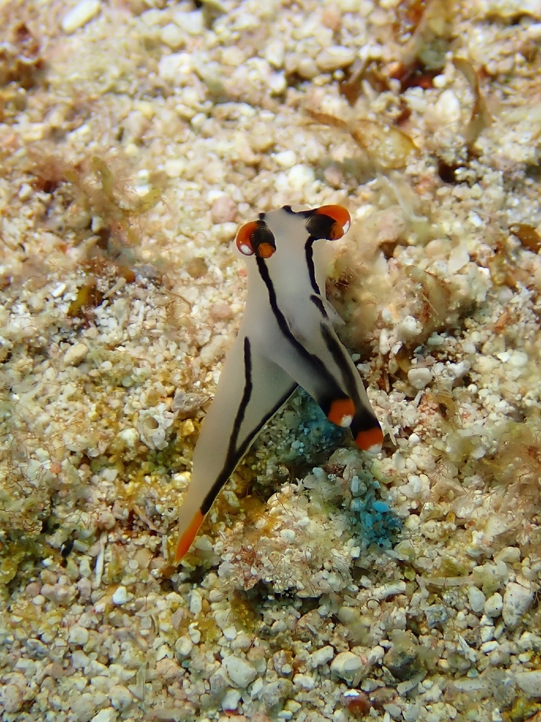 Thecacera picta