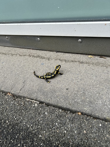 Feuersalamander