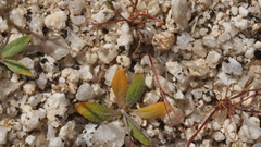 Nemacladus rubescens