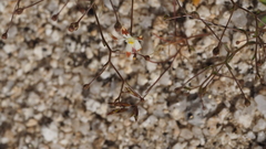 Nemacladus rubescens