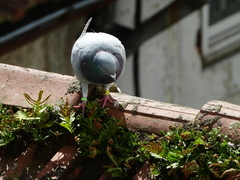 Columba livia domestica