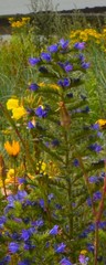 Echium plantagineum