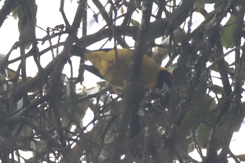 Brown-capped Weaver (Ploceus insignis), photo 4