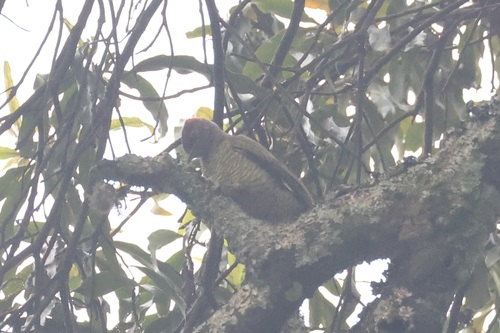 Fine-banded Woodpecker (Campethera taeniolaema)