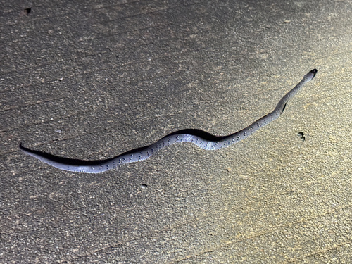 White-spotted slug snake