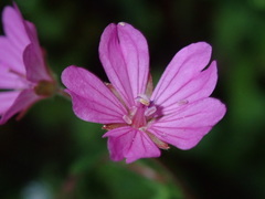 Geranium brutium