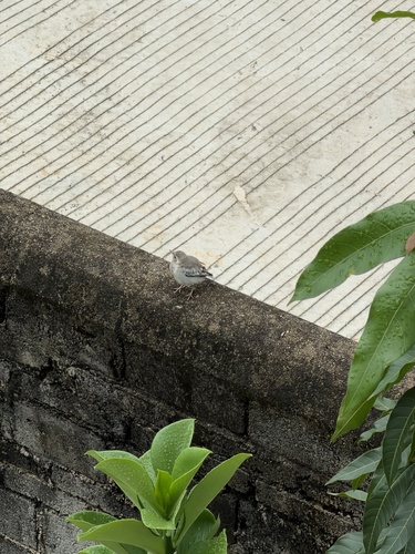 White Wagtail