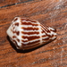 Conus chaldaeus - Photo (c) thierrycordenos, μερικά δικαιώματα διατηρούνται (CC BY-NC)