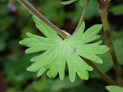 Geranium brutium