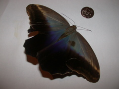 Caligo teucer insulanus