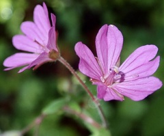Geranium brutium