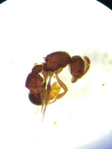 Proceratium deelemaniProceratium deelemani