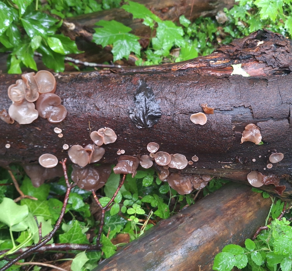 Auricularia auricula-judae · May 2026 · photo: © yellowplant (iNaturalist, cc-by)