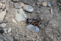 Gryllus assimilis