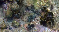 Millepora complanata