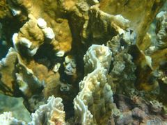 Millepora complanata