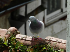 Columba livia domestica