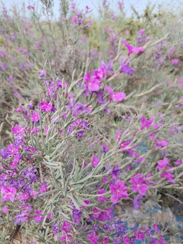 Limoniastrum guyonianum