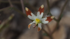 Nemacladus rubescens