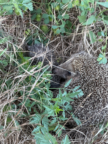 Southern White-breasted Hedgehog, Ein Ayala, Haifa District, IL, photo 8 of 10