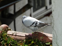 Columba livia domestica