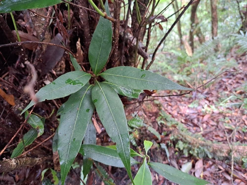 Lithocarpus shinsuiensis observed 2026-05-02