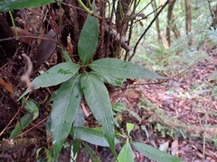 Lithocarpus shinsuiensis
