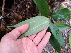 Lithocarpus shinsuiensis, photograph (c) vrxz, some rights reserved (CC BY-SA)