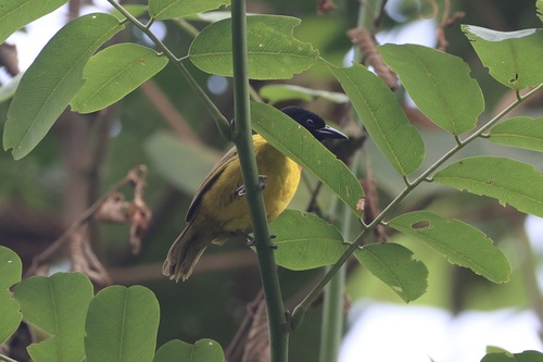 Strange Weaver (Ploceus alienus), photo 2