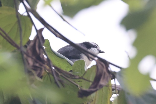 Bocage's Bushshrike (Chlorophoneus bocagei), photo 3
