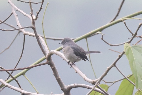 White-eyed Slaty Flycatcher (Melaenornis fischeri), photo 8