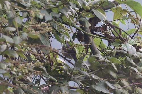 Bocage's Bushshrike (Chlorophoneus bocagei), photo 2