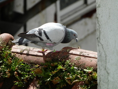 Columba livia domestica
