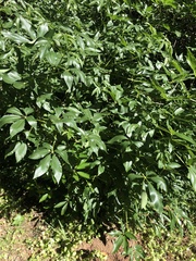 Aesculus californica