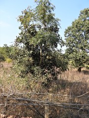 Terminalia bellirica