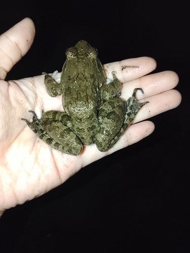 Crab-eating Frog