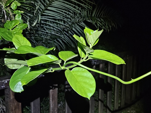 Omphalea diandra observed 2026-04-27