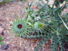 Cirsium neomexicanum