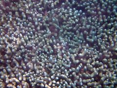 Porites divaricata