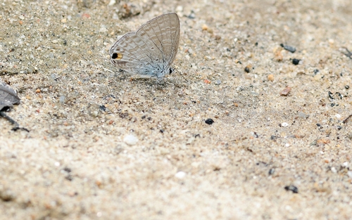 Silver Forget-me-not