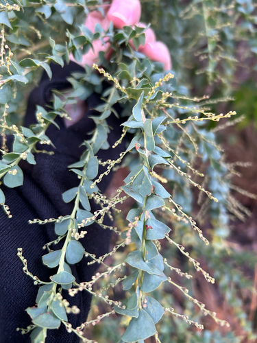 Acacia pravissima, photograph 5