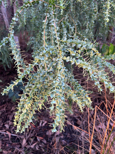 Acacia pravissima, photograph 4