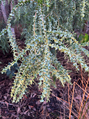 Acacia pravissima, photograph (c) AmandaF, some rights reserved (CC BY)