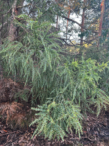 Acacia pravissima, photograph 3