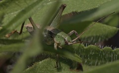 Pediodectes haldemanii