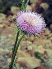 Cirsium neomexicanum