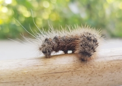 Apantesis incorrupta